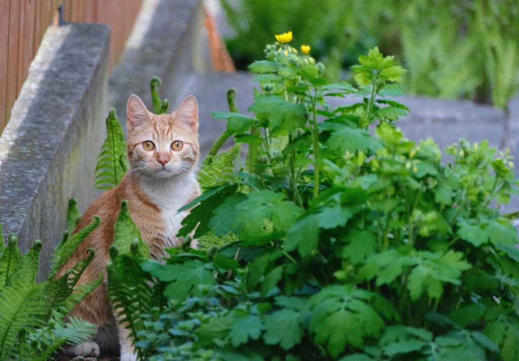 pexels szafran 32913948